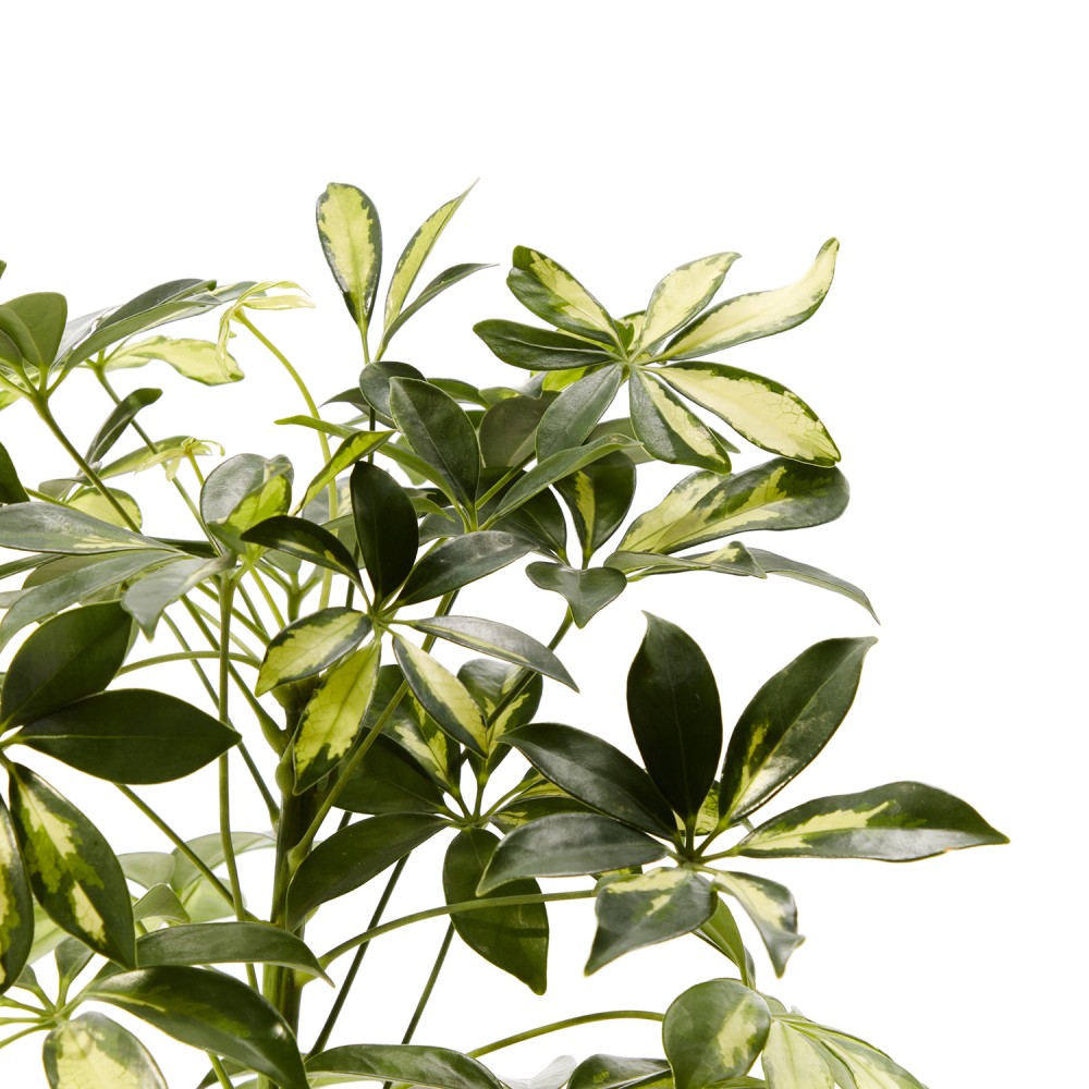 Шеффлера Герда