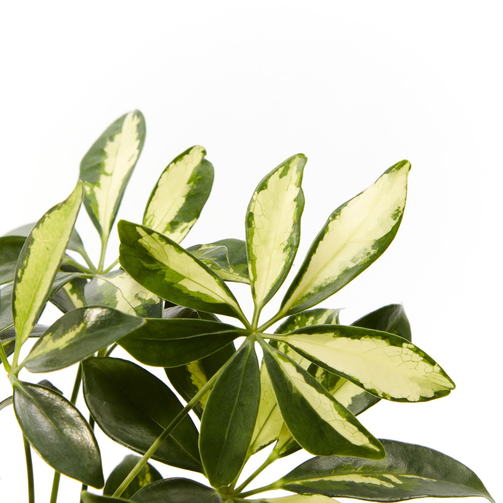 Шеффлера Герда