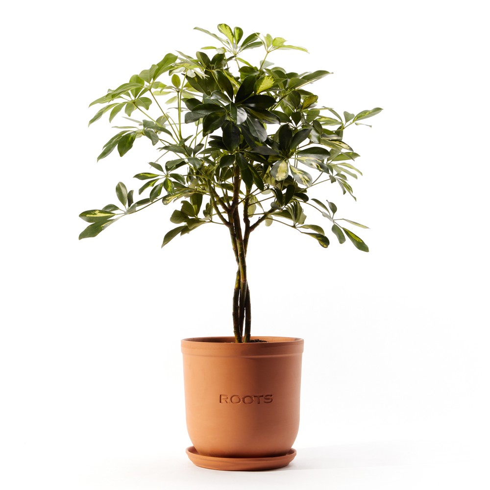 Шеффлера Герда Шеффлера Герда