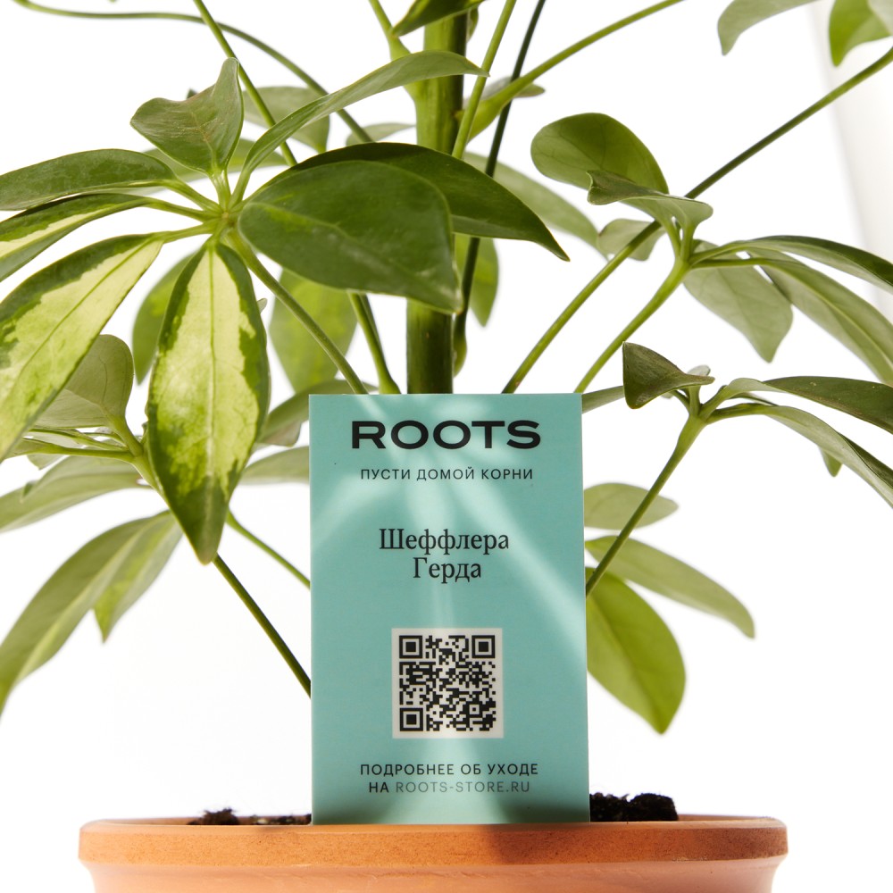 Шеффлера Герда Шеффлера Герда