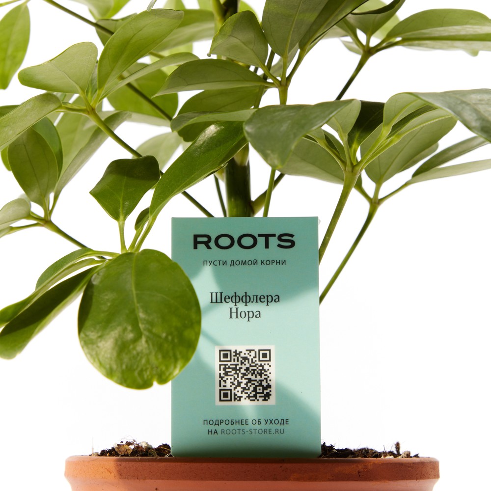 Шеффлера Нора