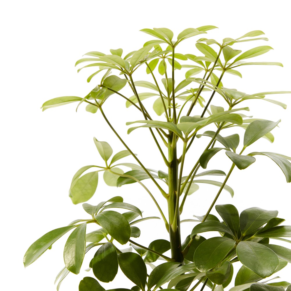 Шеффлера Нора