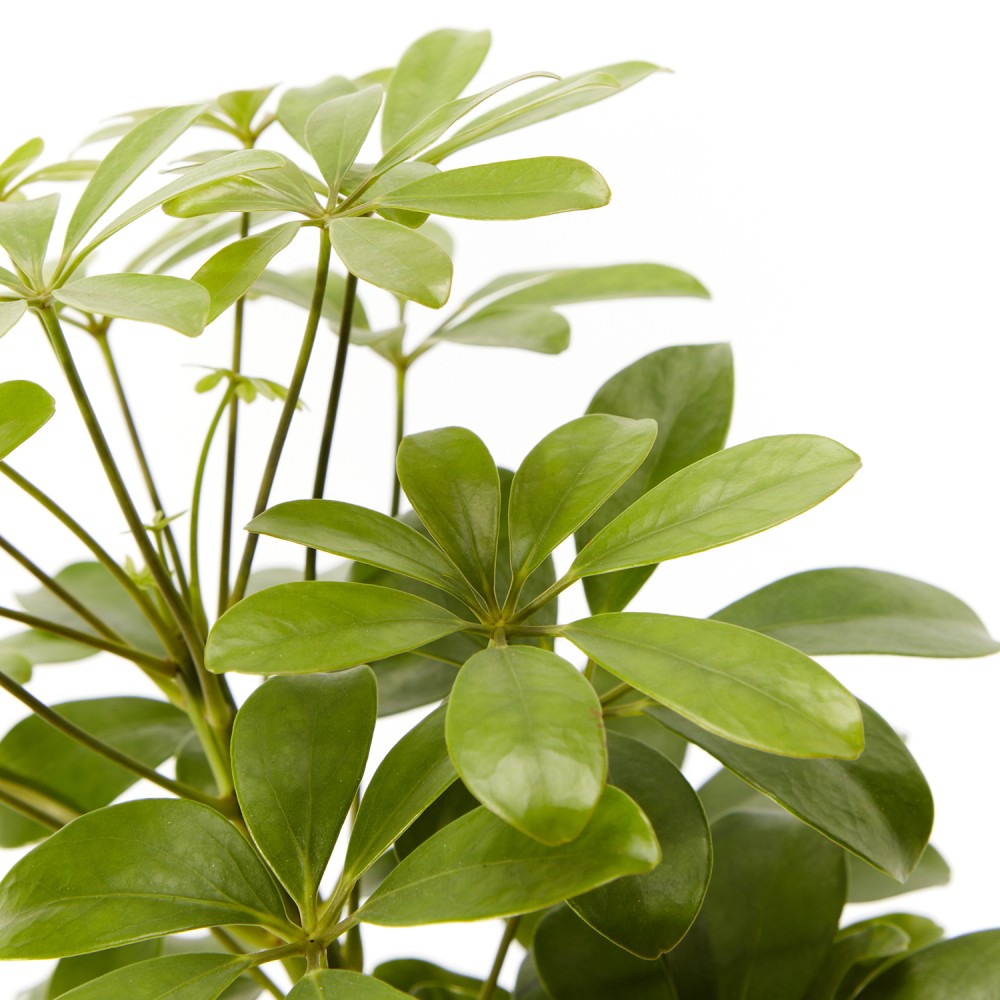 Шеффлера Нора