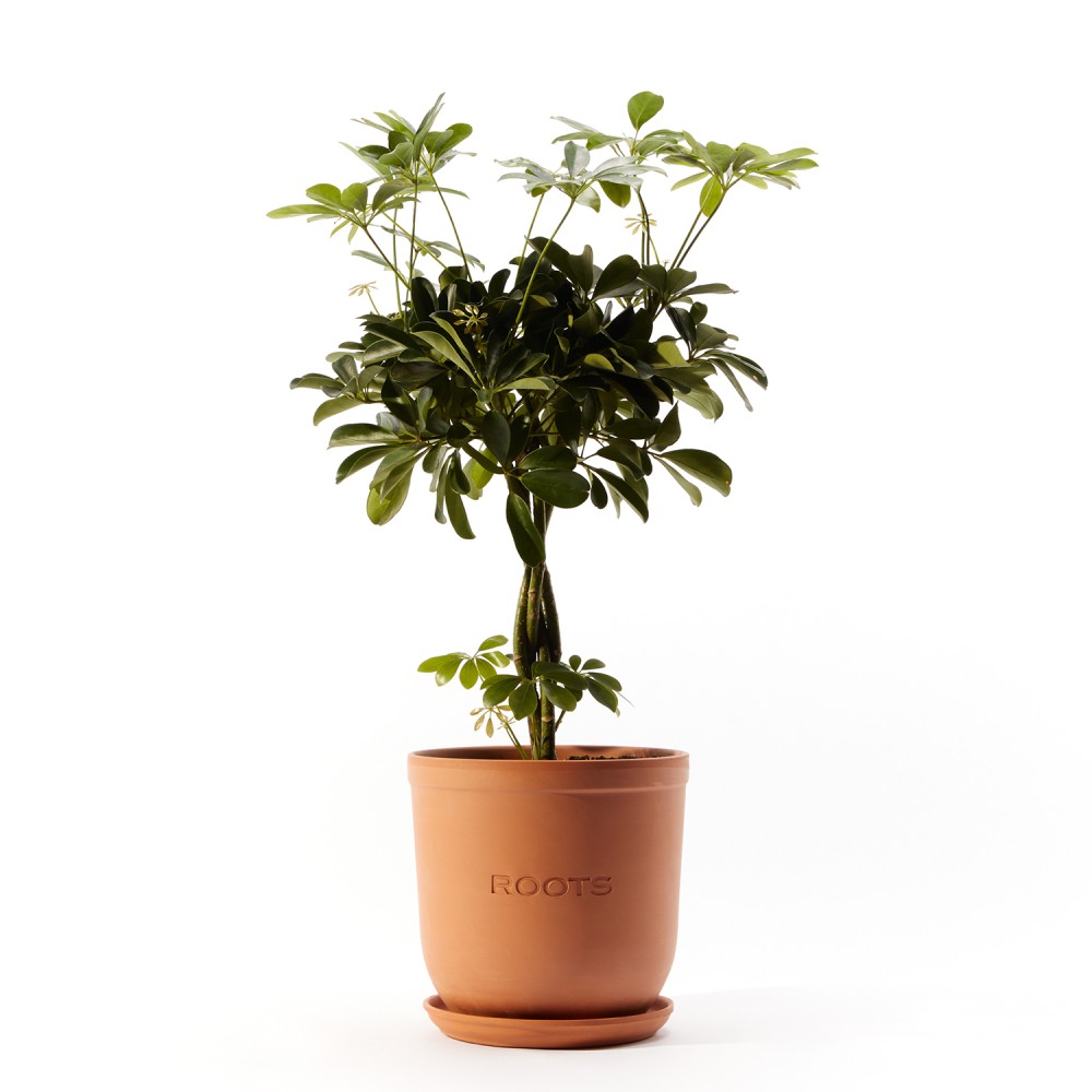 Шеффлера Нора