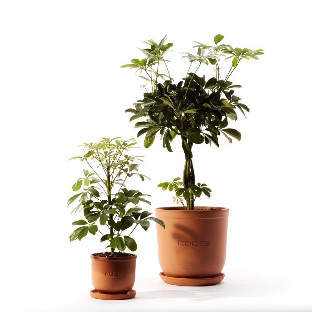 Шеффлера Нора