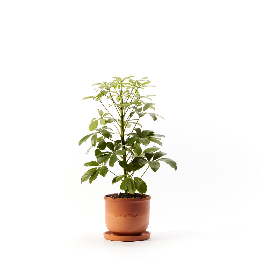 Шеффлера Нора Шеффлера Нора