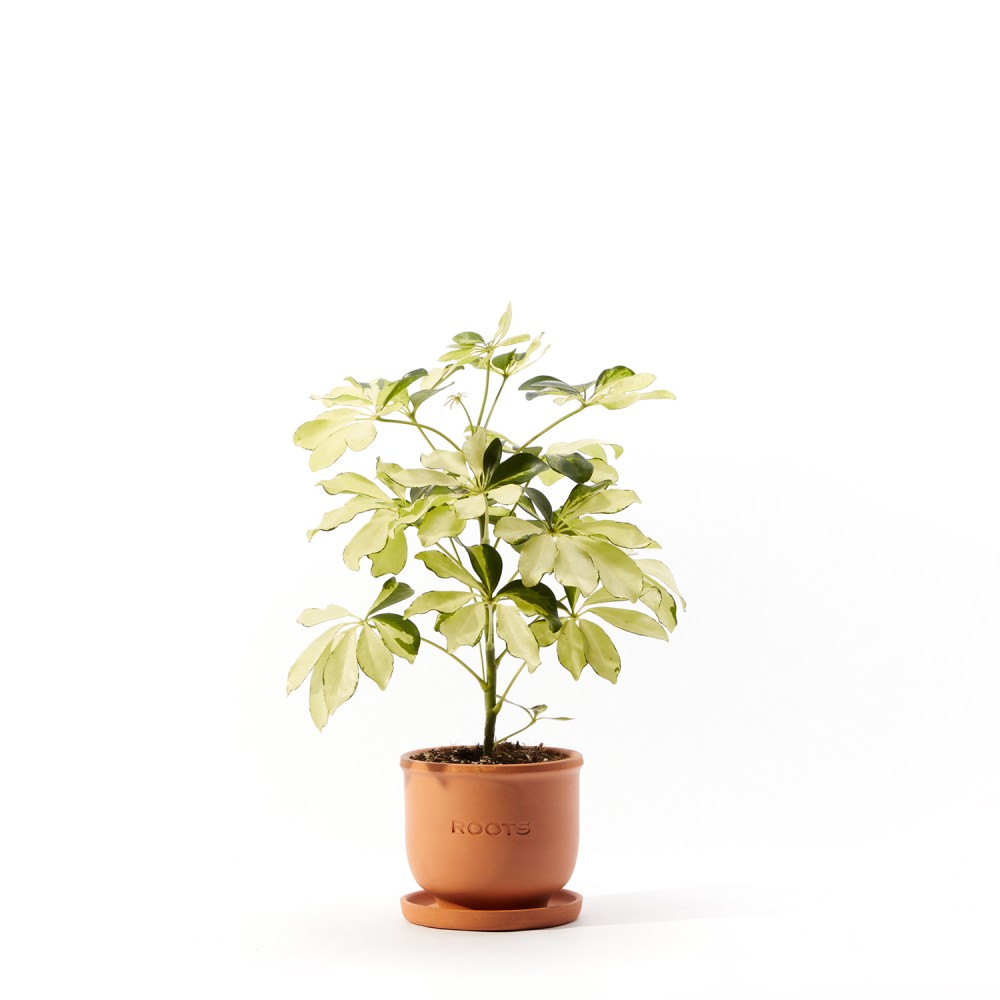 Шеффлера Мелани Шеффлера Мелани