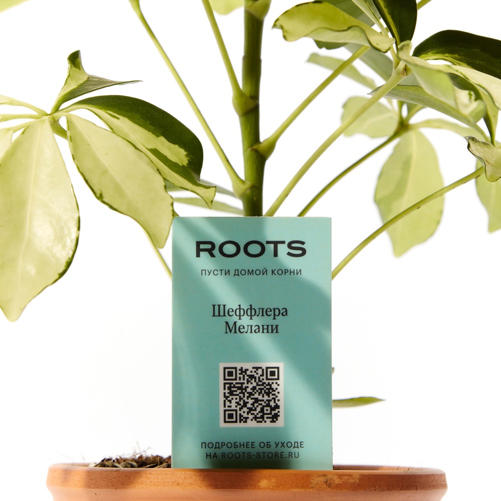 Шеффлера Мелани Шеффлера Мелани