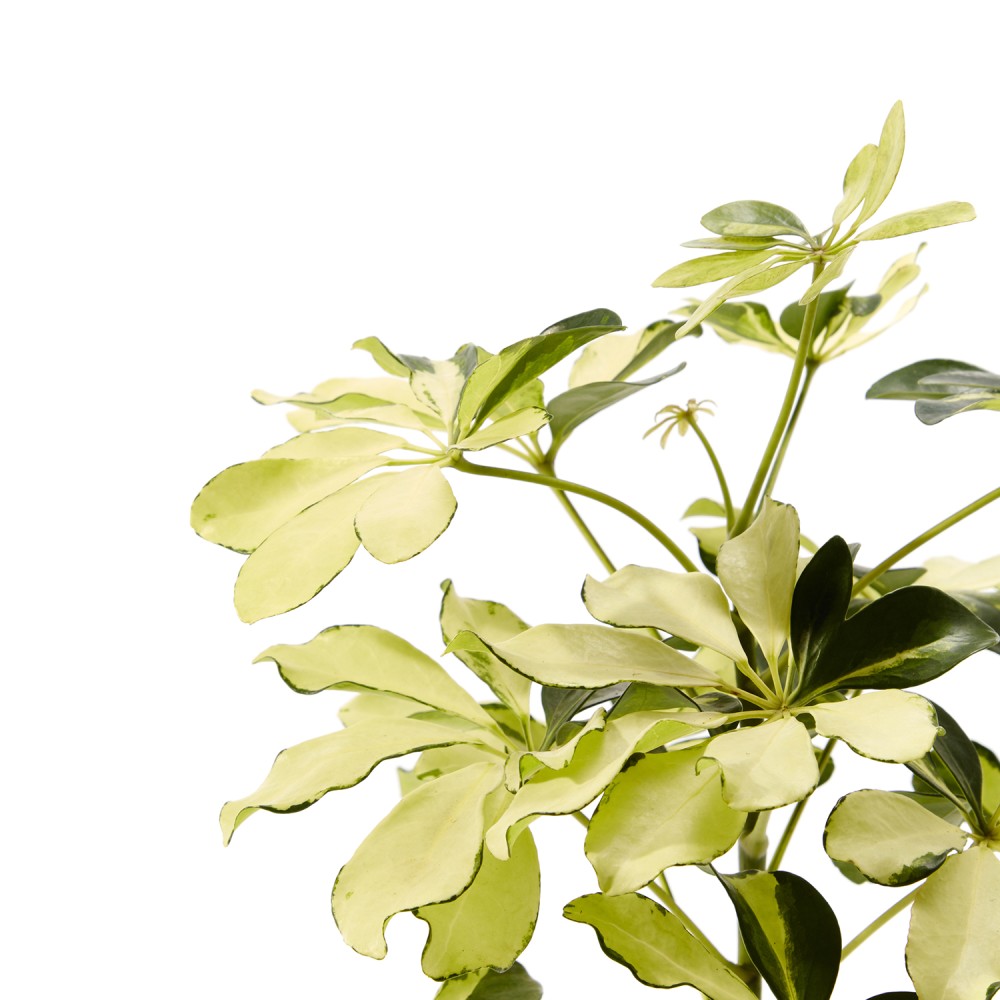 Шеффлера Мелани Шеффлера Мелани