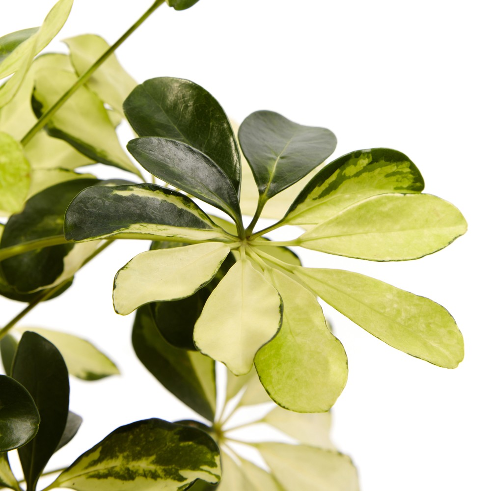 Шеффлера Мелани Шеффлера Мелани