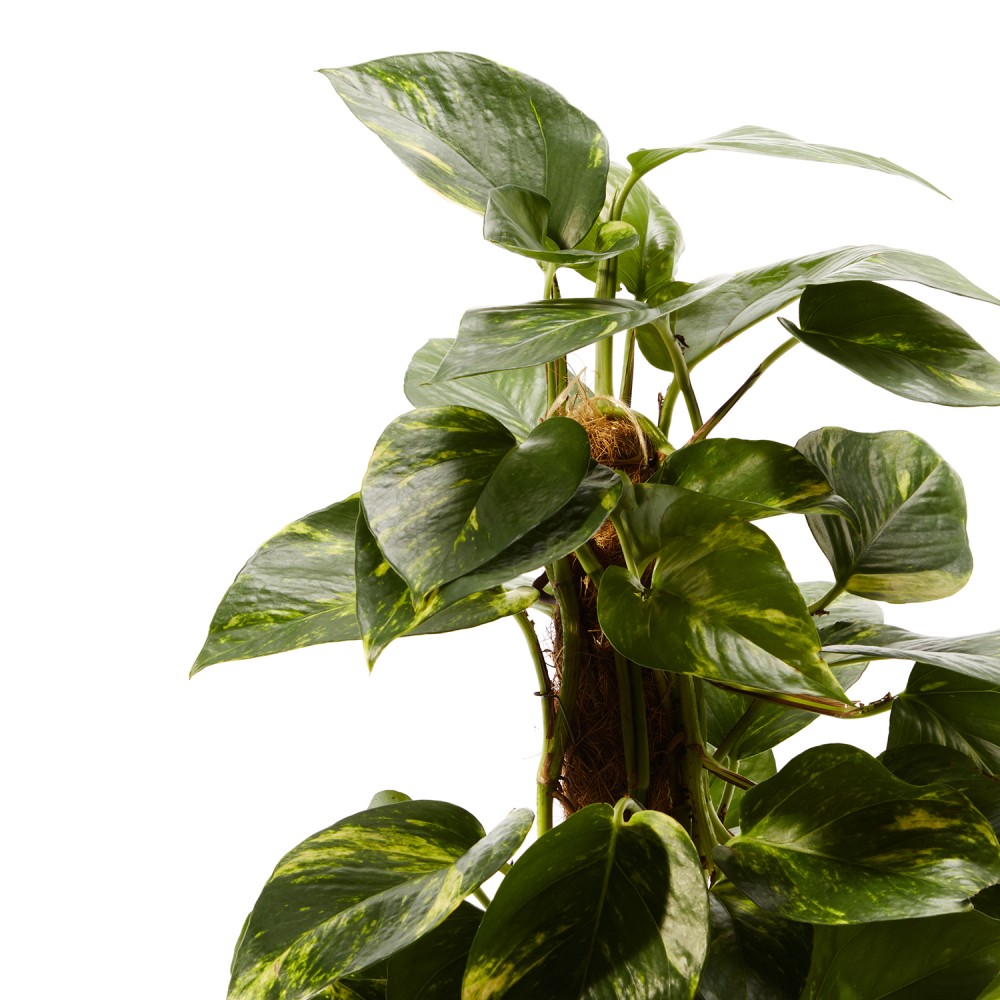 Эпипремнум Ауреум Эпипремнум Ауреум