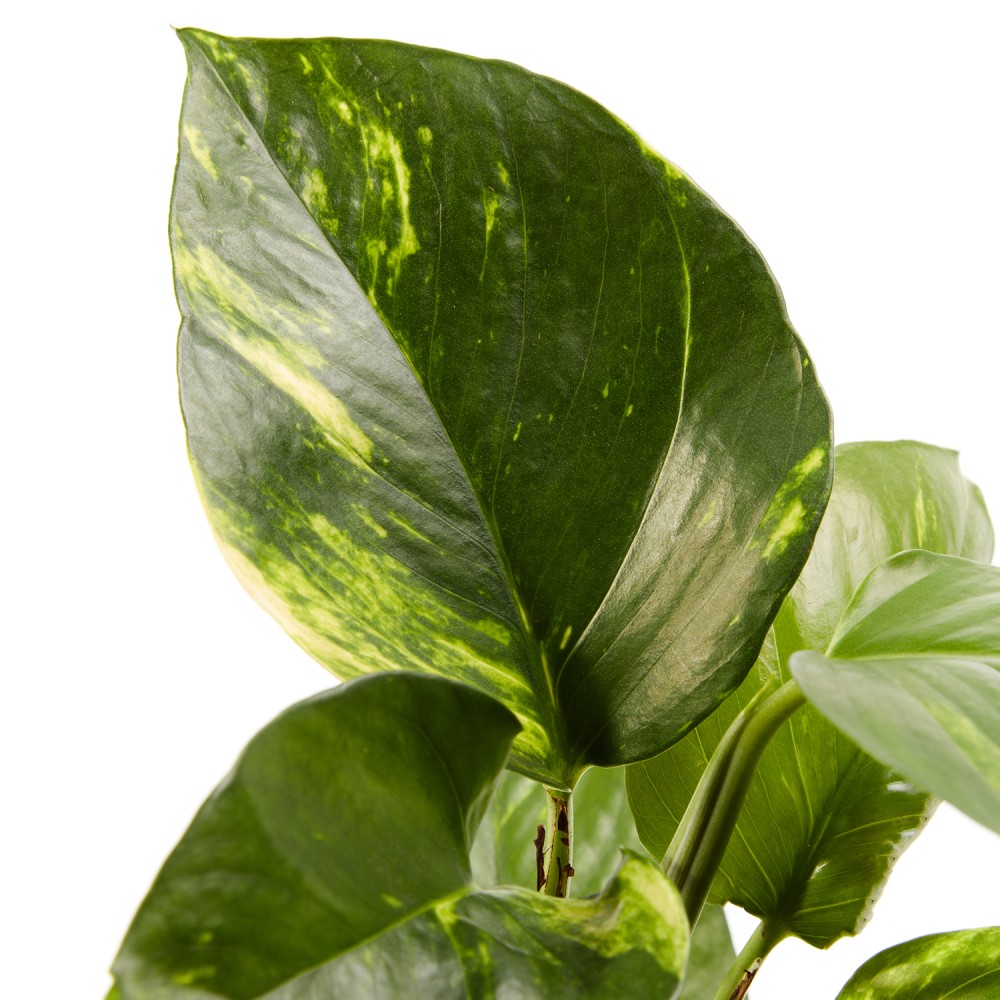 Эпипремнум Ауреум Эпипремнум Ауреум