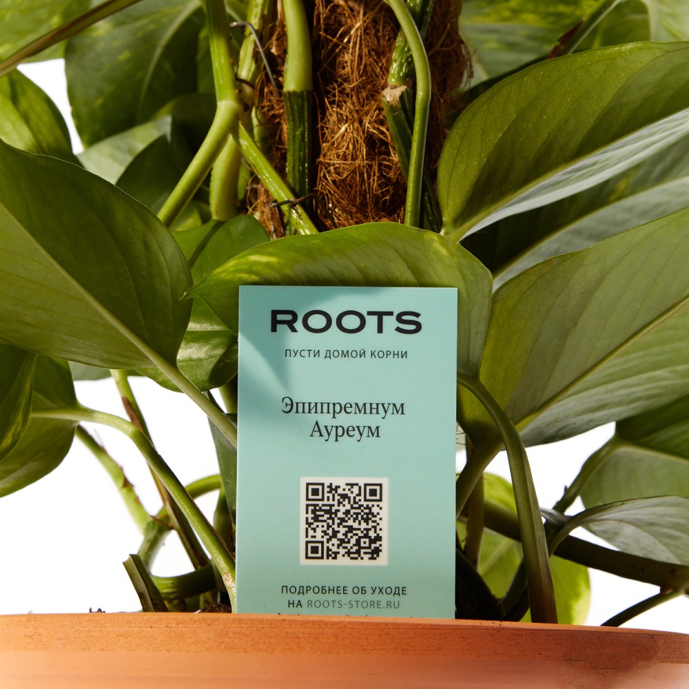 Эпипремнум Ауреум