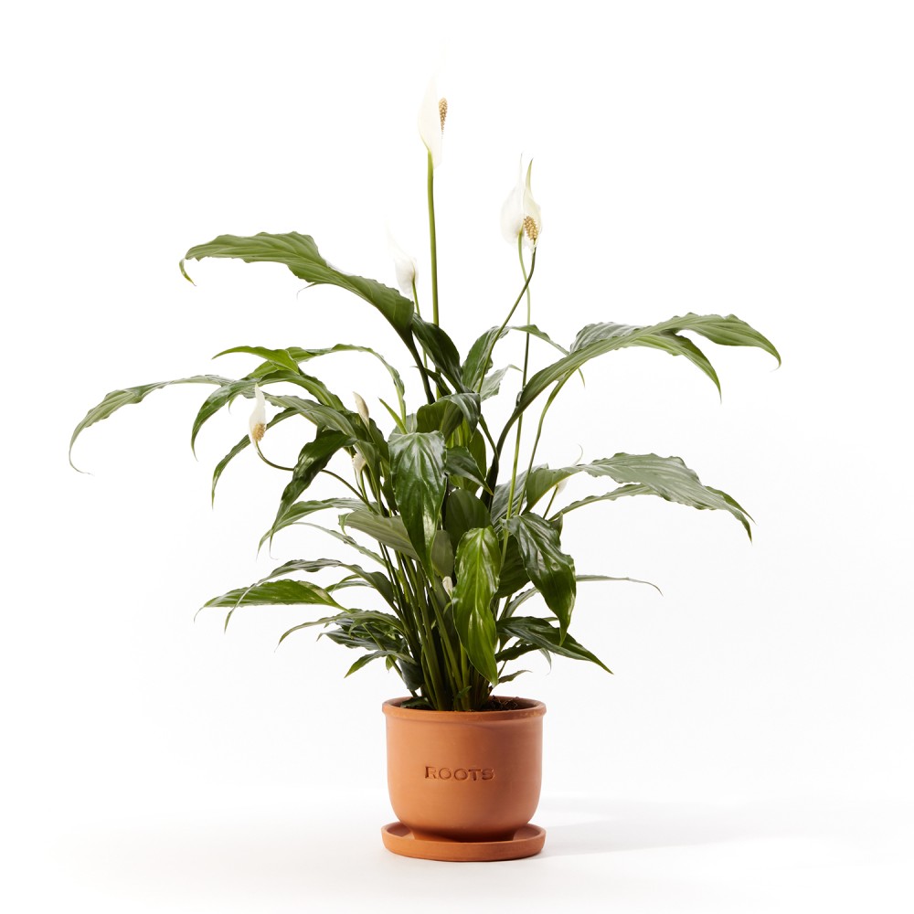 Plants set 02 Plants set 02