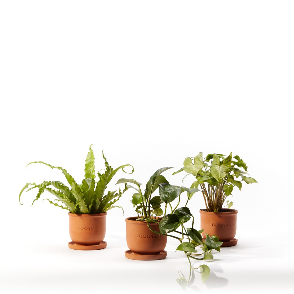 Plants set 03