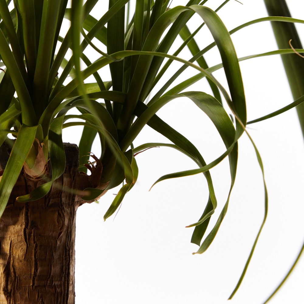 Plants set 08 Plants set 08