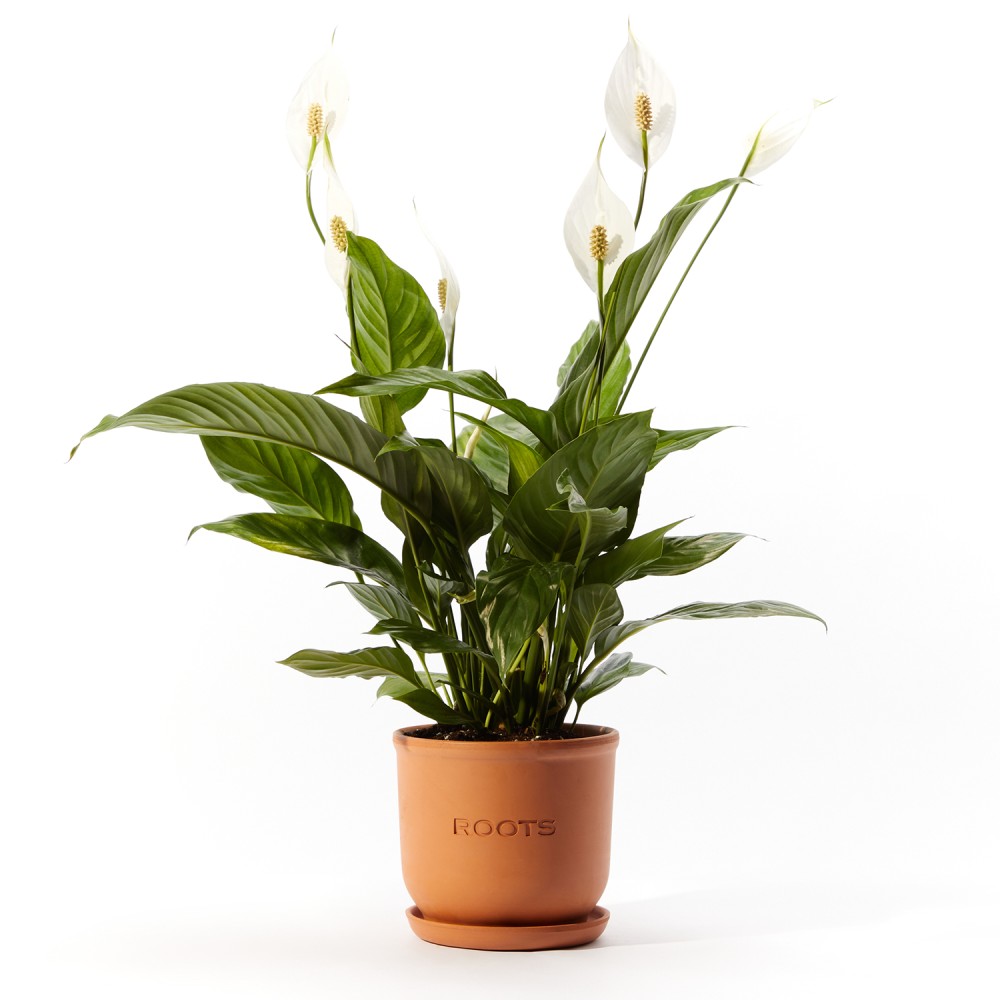 Plants set 09 Plants set 09