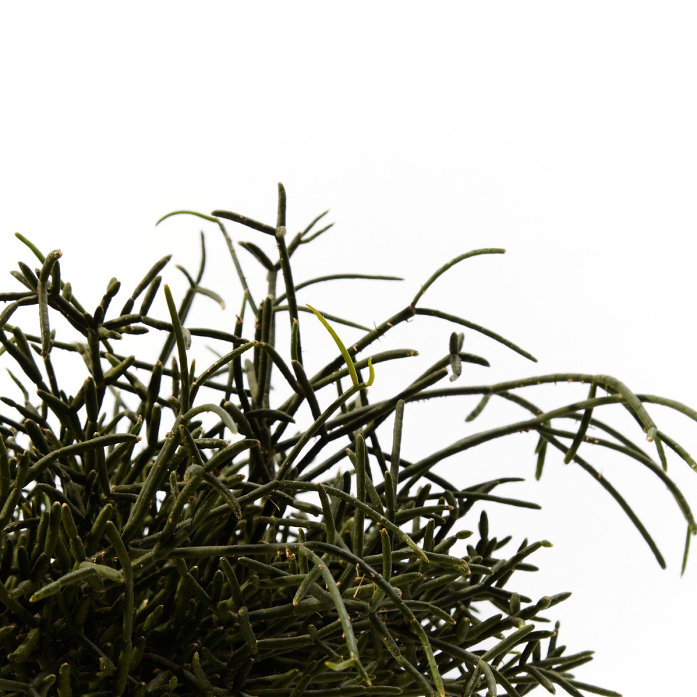 Plants set 09 Plants set 09