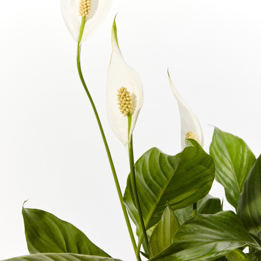 Plants set 09 Plants set 09