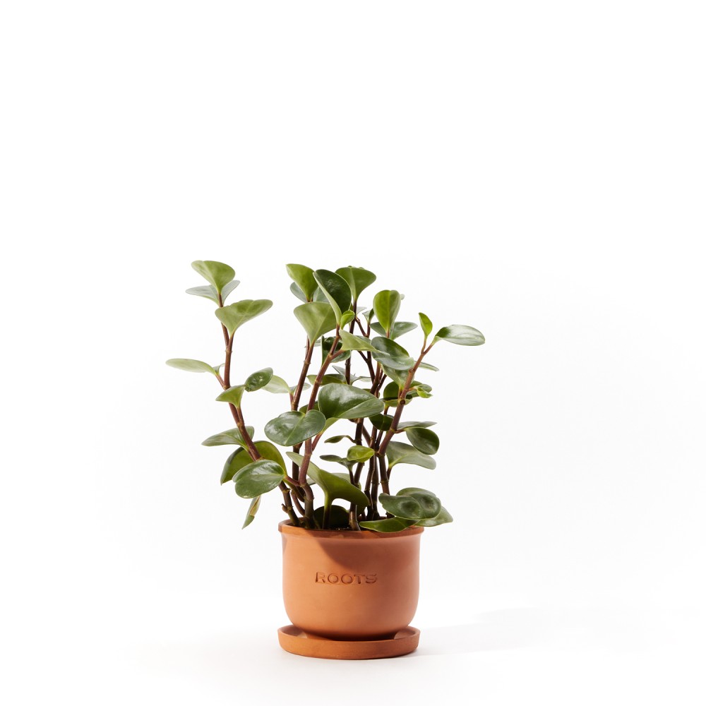 Plants set 13 Plants set 13