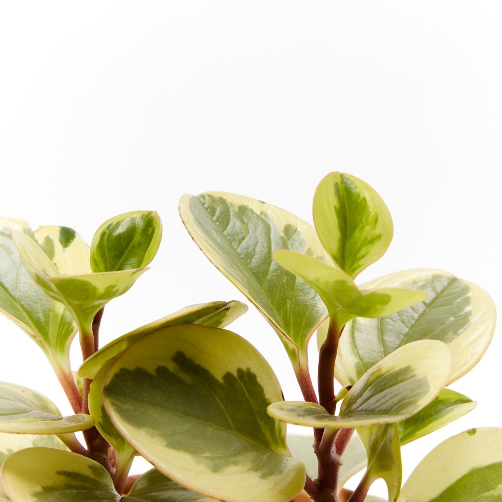 Plants set 13 Plants set 13