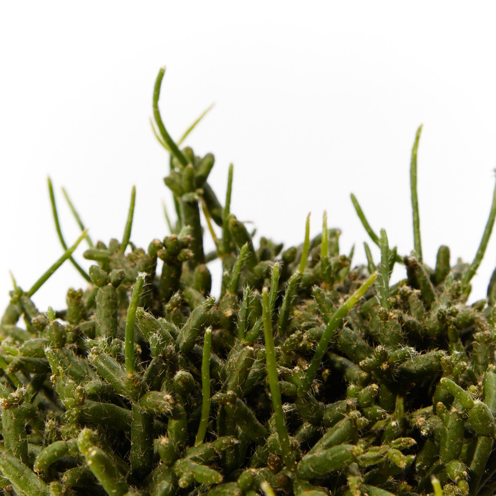 Plants set 13 Plants set 13