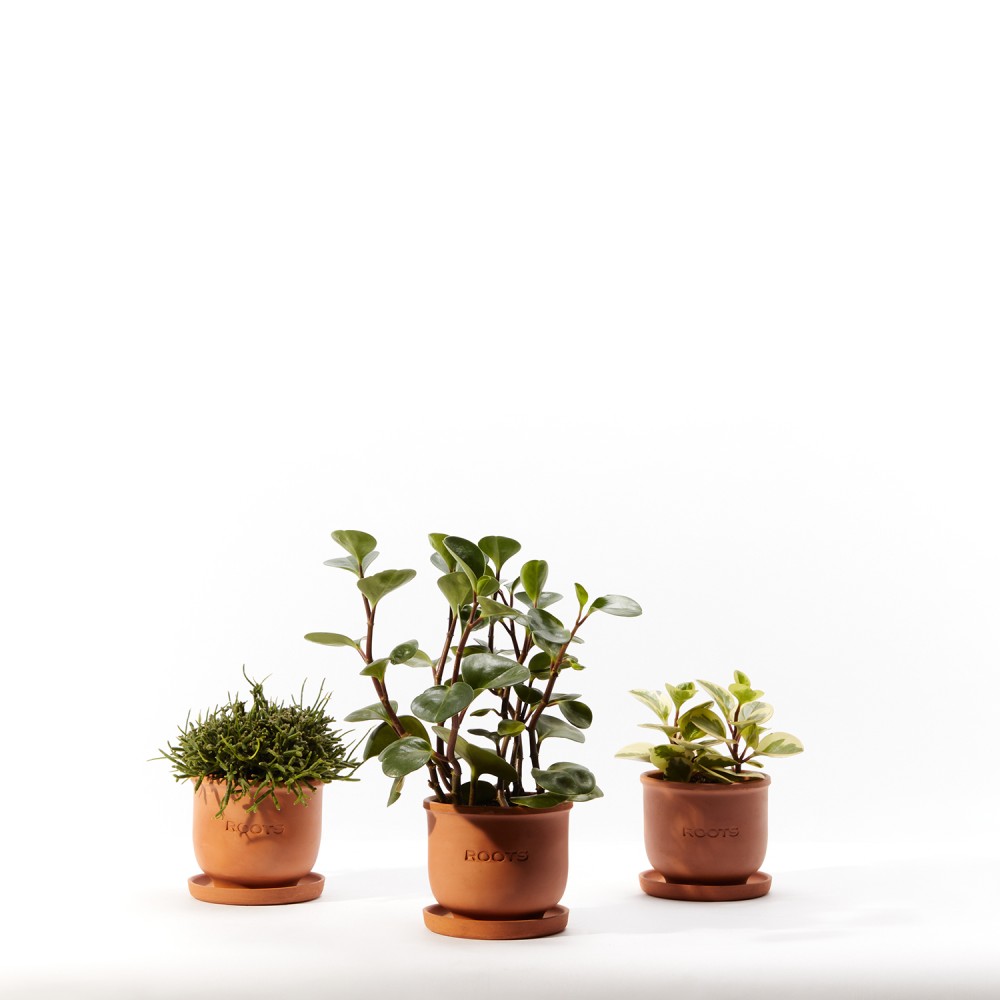 Plants set 13 Plants set 13