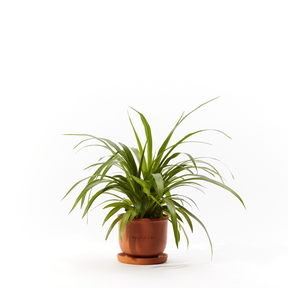 Plants set 17 Plants set 17