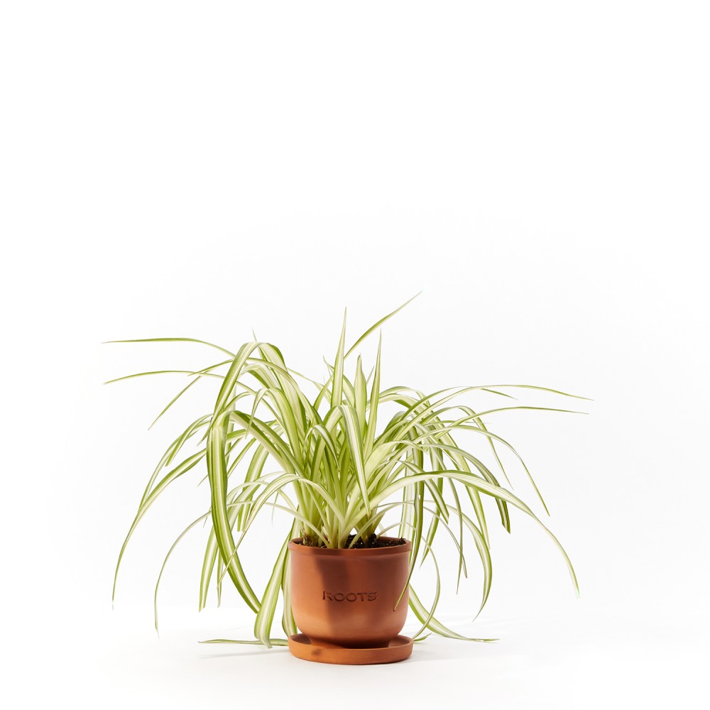 Plants set 17 Plants set 17