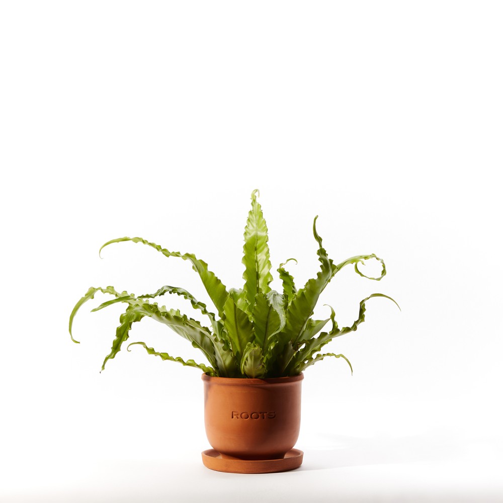 Plants set 17 Plants set 17