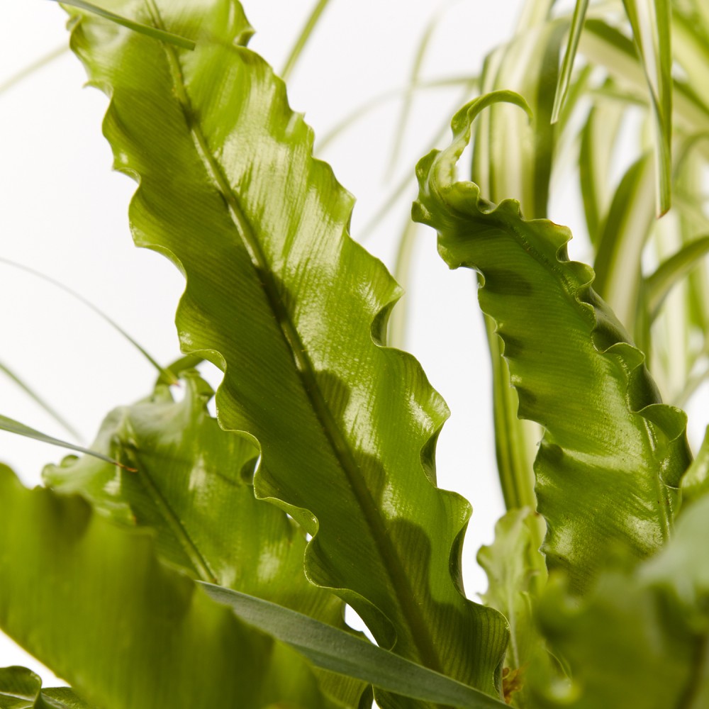 Plants set 17 Plants set 17