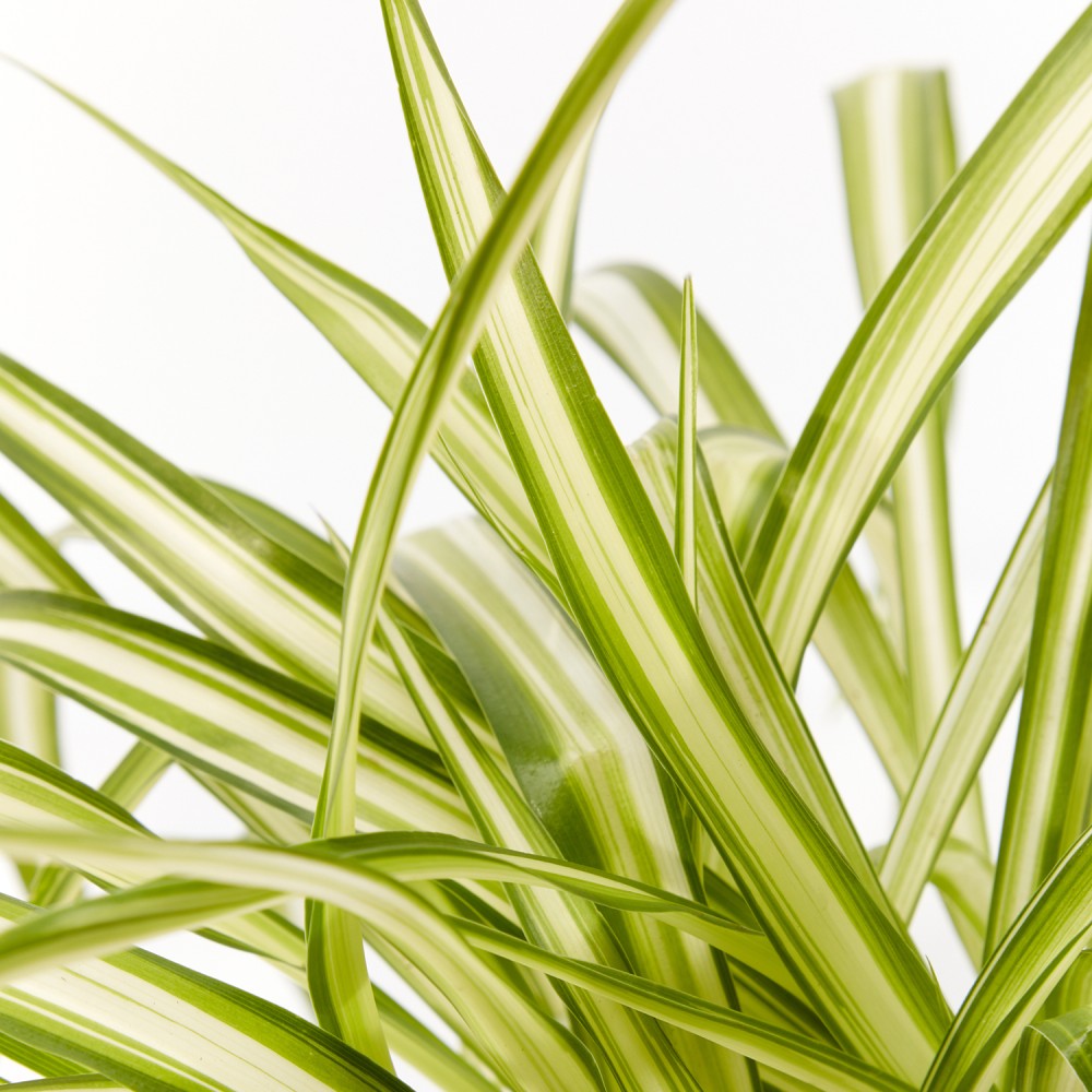 Plants set 17 Plants set 17