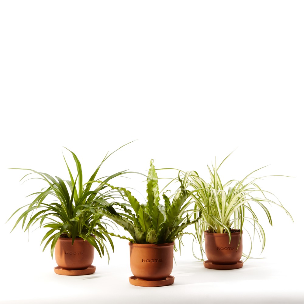 Plants set 17 Plants set 17