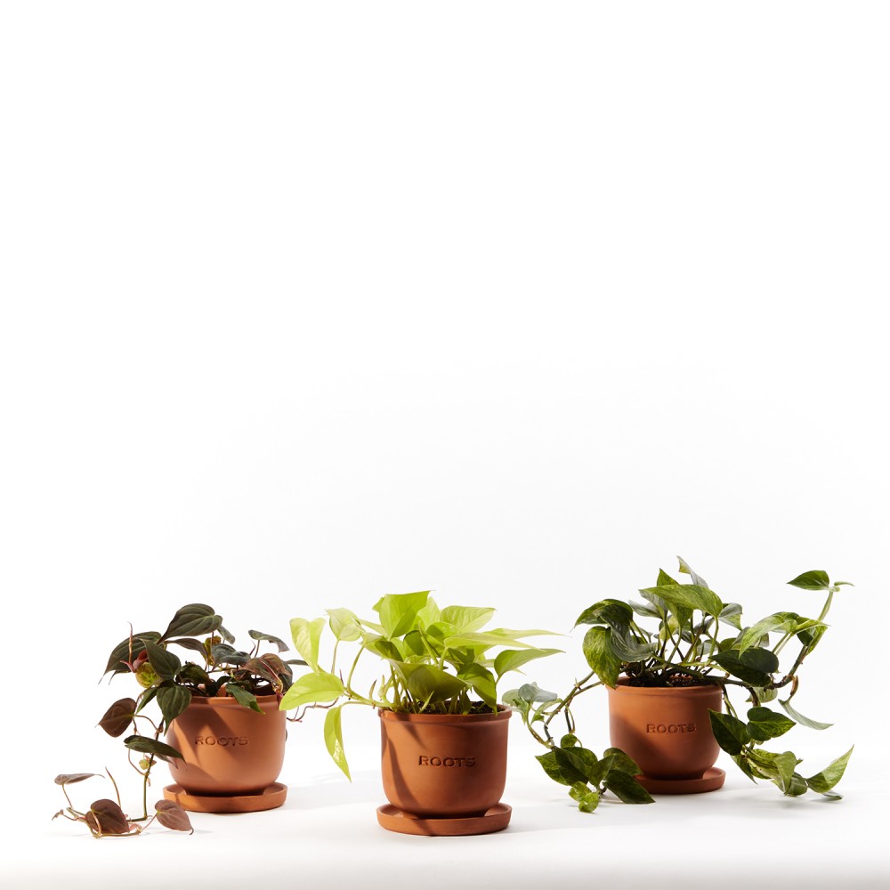 Plants set 19