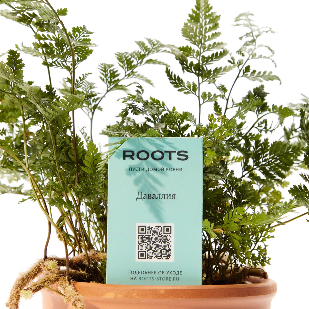 Даваллия Даваллия