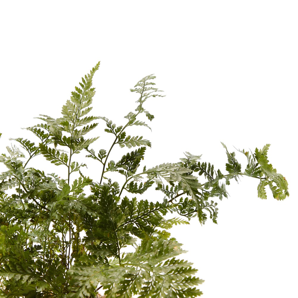 Даваллия Даваллия