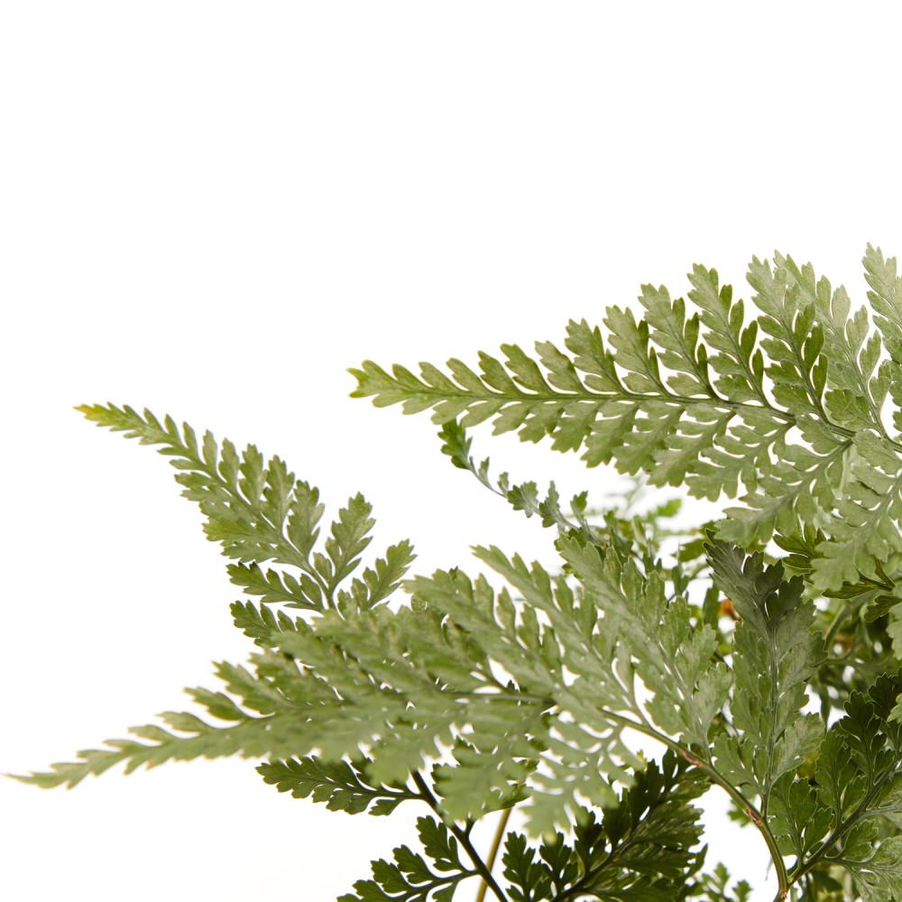 Даваллия Даваллия