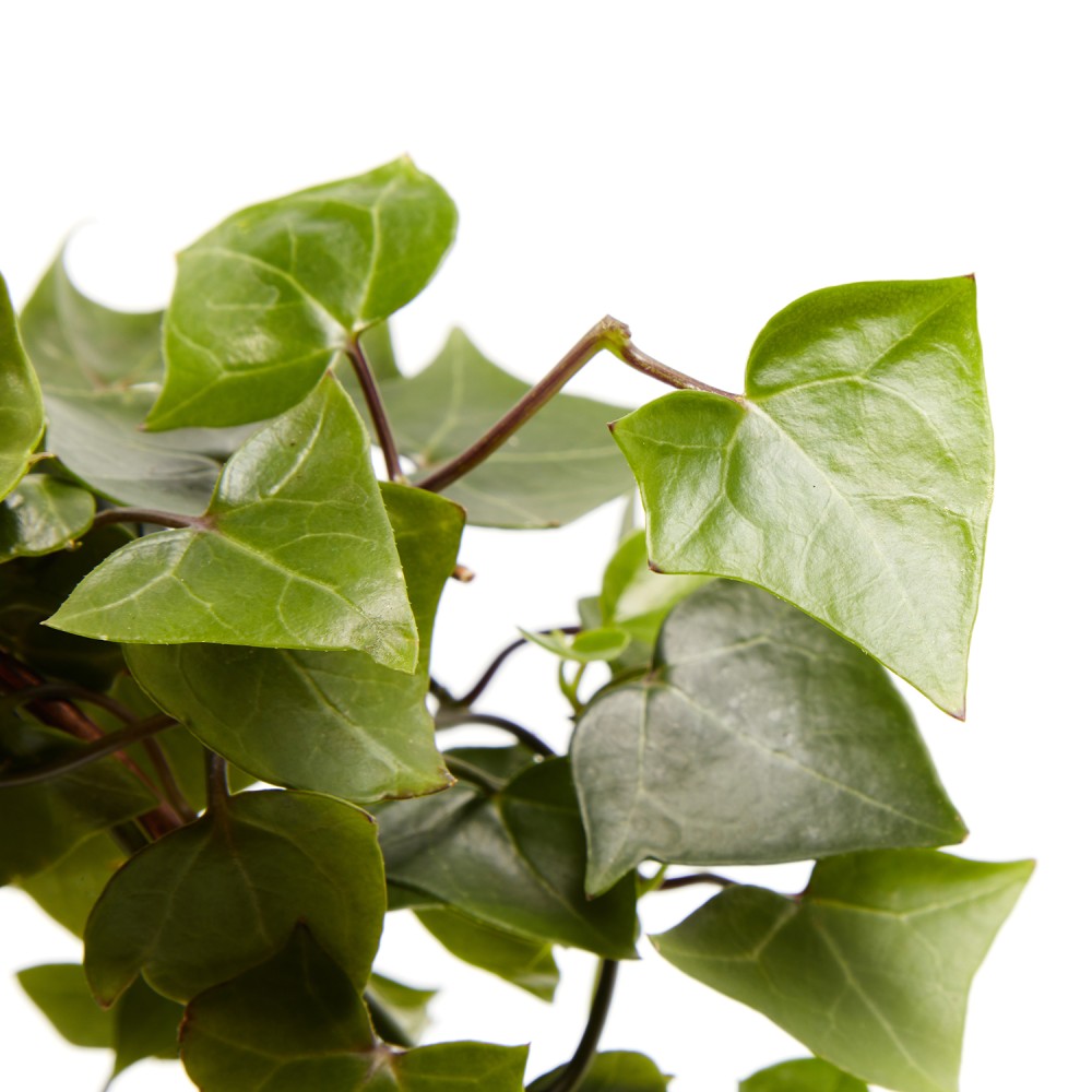 Крестовник Макроглоссус