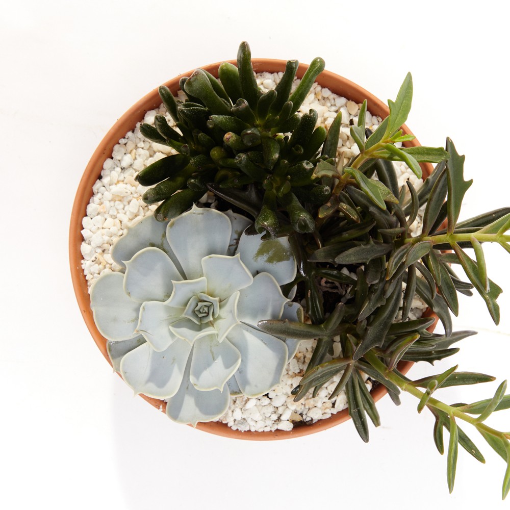 Суккулент микс 01