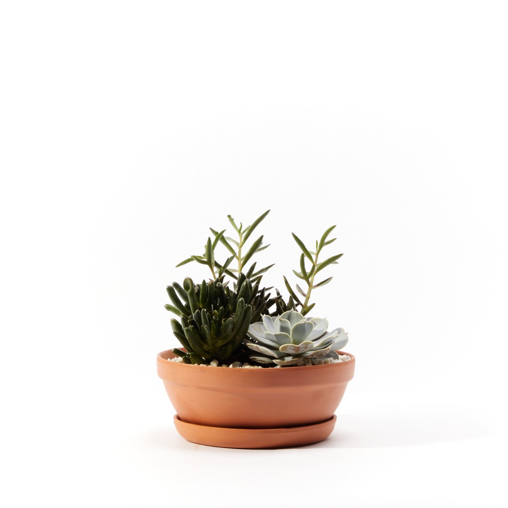 Суккулент микс 01