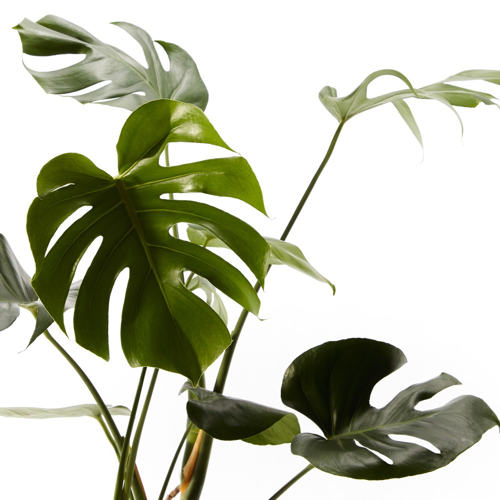 Монстера Делициоза  Монстера Делициоза