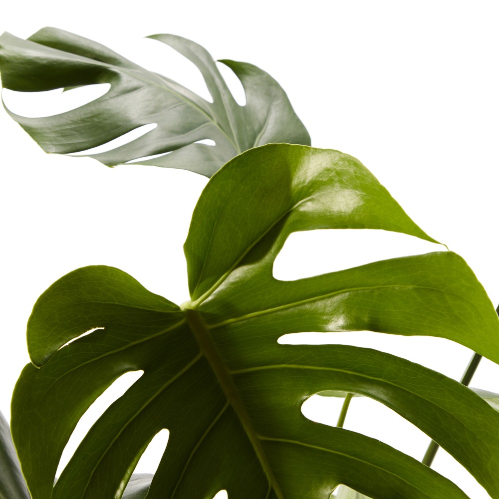 Монстера Делициоза  Монстера Делициоза