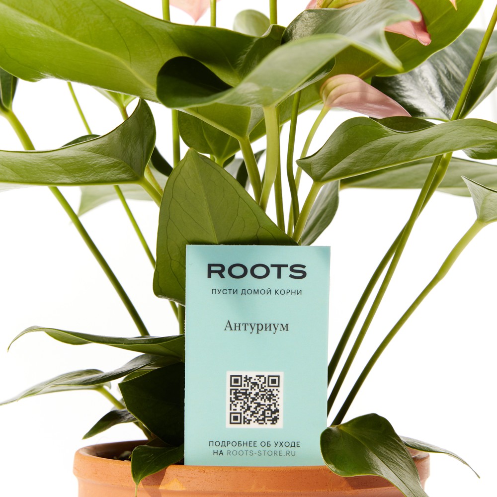 Антуриум Карма Пинк