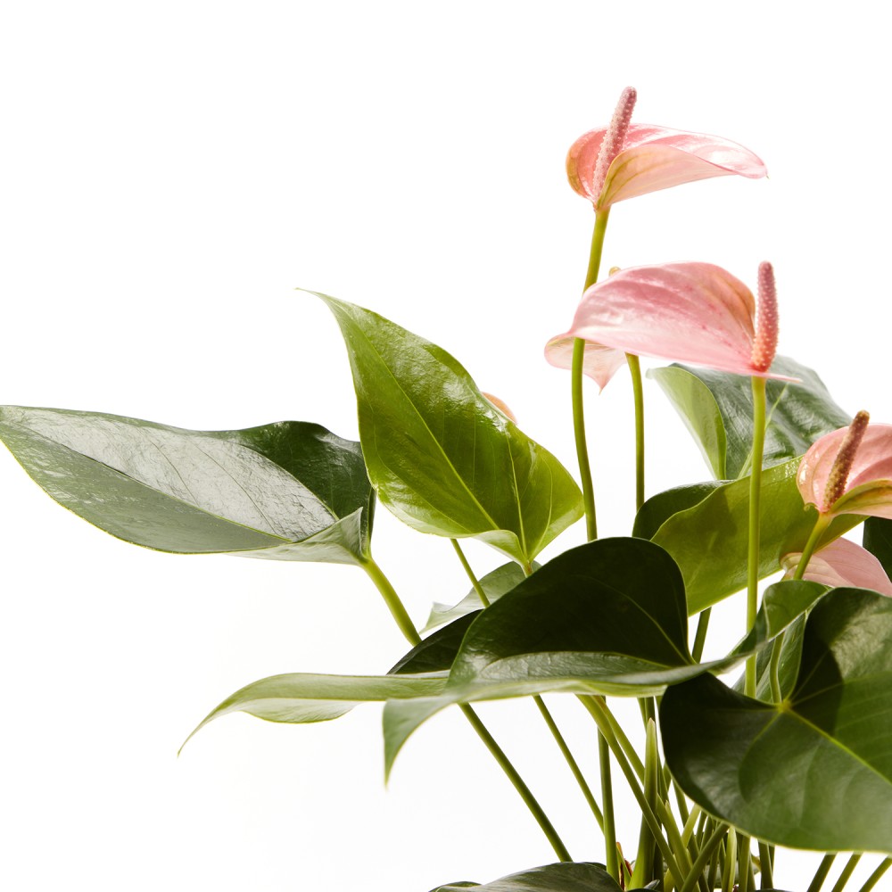 Антуриум Карма Пинк