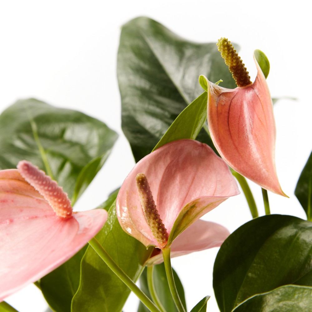 Антуриум Карма Пинк