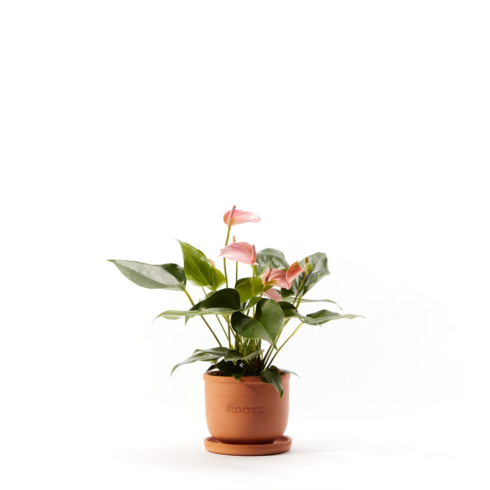 Антуриум Карма Пинк