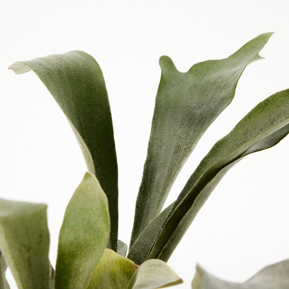 Платицериум