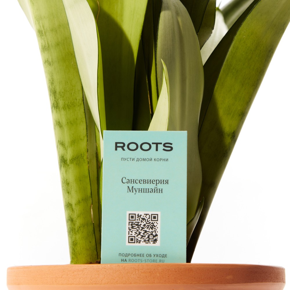 Сансевиерия Муншайн Сансевиерия Муншайн