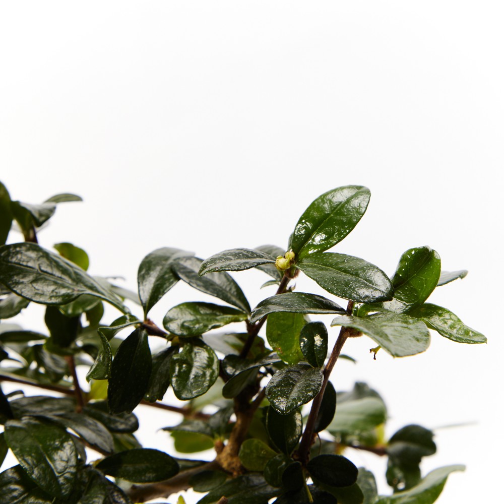 Бонсай Кармона