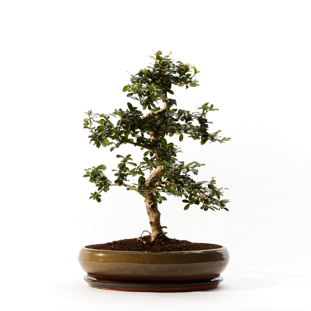 Бонсай Кармона